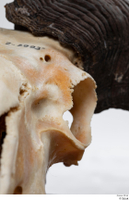  Skull Mouflon Ovis orientalis head horns skull 0003.jpg